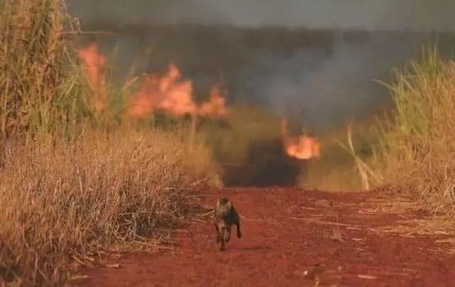 Heartbreak! Amazonia Burning for 3 Weeks Caused Global Concern!